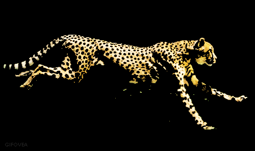 cheetah on the run